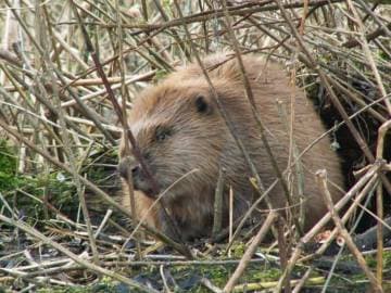 Beversafari-in-de-biesbosch-Timmys-Eethuys-Raamsdonksveer-1-768x576_original