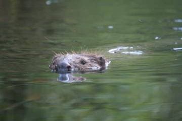 Beversafari-in-de-biesbosch-Timmys-Eethuys-Raamsdonksveer-2-768x512_original