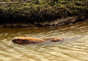 Beversafari-in-de-biesbosch-Timmys-Eethuys-Raamsdonksveer-3-768x533_original