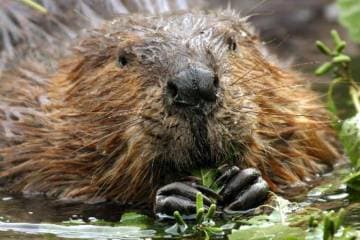 Beversafari-in-de-biesbosch-Timmys-Eethuys-Raamsdonksveer-4-768x511_original