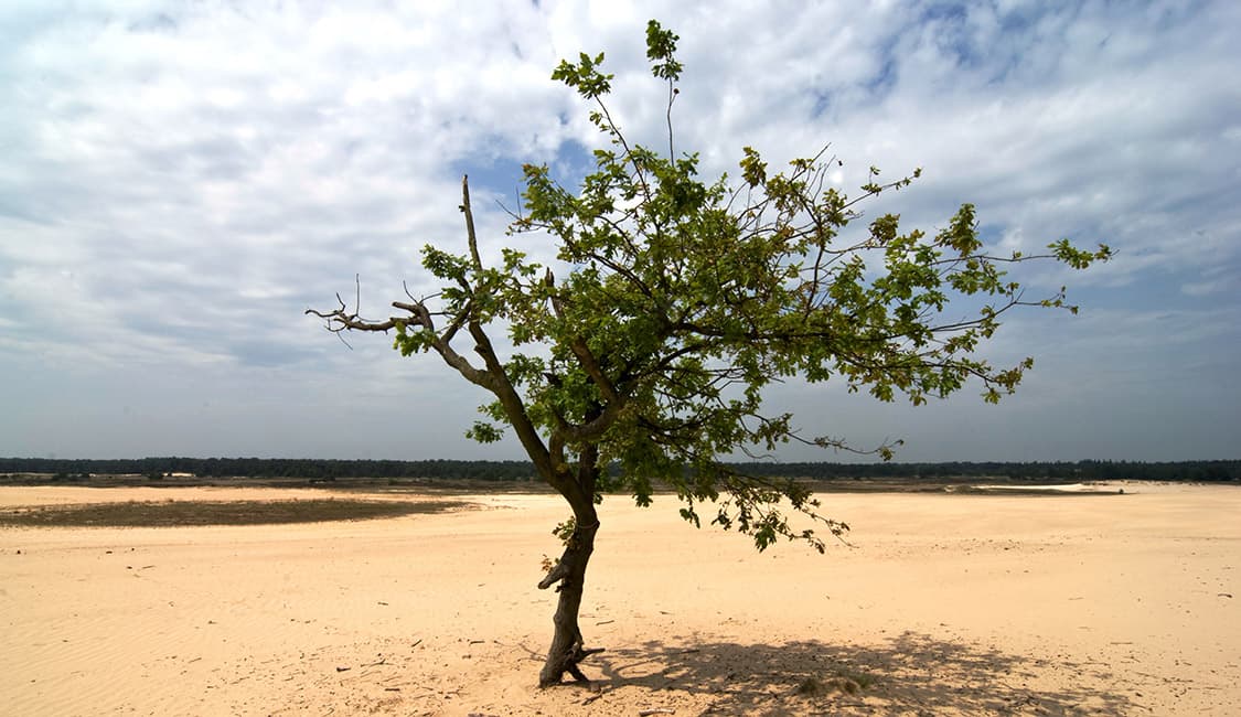 natuur-nationaalpark-loonse-en-drunense-duinen-2-Hotel-Heere-Raamsdonksveer Fietsroutes - Hotel Heere